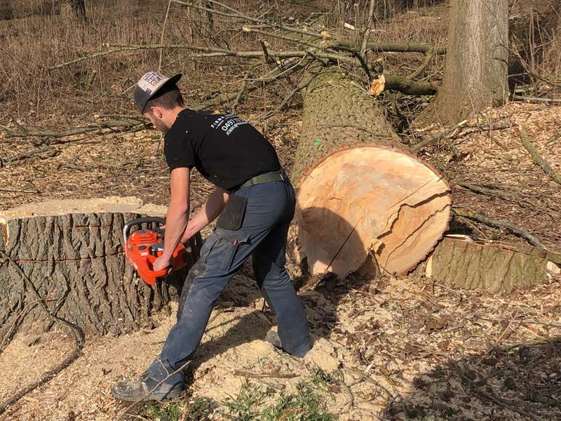 Vellen van bomen